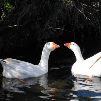 Domestic Goose